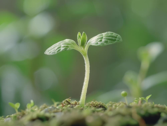 Células-tronco vegetais ajudam as plantas a crescerem mais fortes